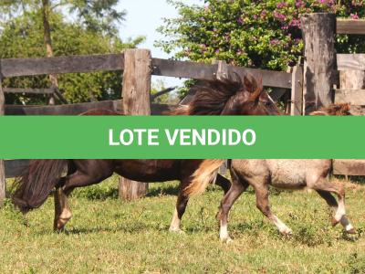 LOTE 002 - ESTRELA