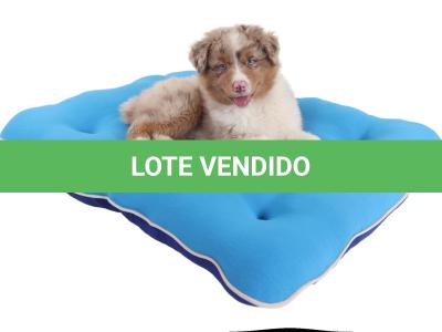 LOTE 099 - RED BOY YBJ