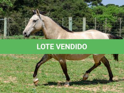 LOTE 010 - CHICHARRA 3606 DA TRADIÇÃO