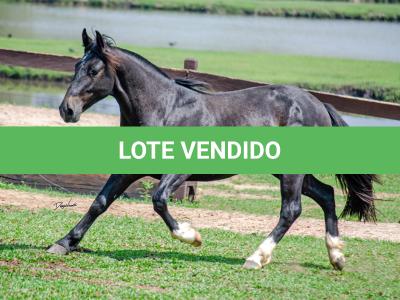 LOTE 003 - BARUC DA FLORÊNCIA