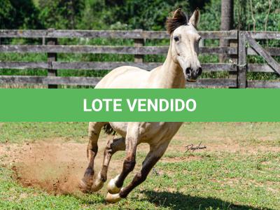 LOTE 010 - CHICHARRA 3606 DA TRADIÇÃO