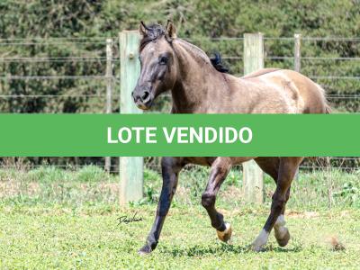 LOTE 015 - LOS MOIRONES IANSÃ