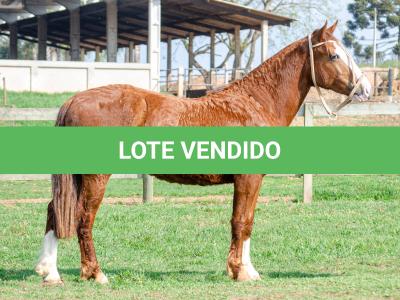 LOTE 004 - KYLIAN DA CAPIVARA
