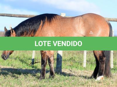 LOTE 008 - SIMBA DUN'IT MIME
