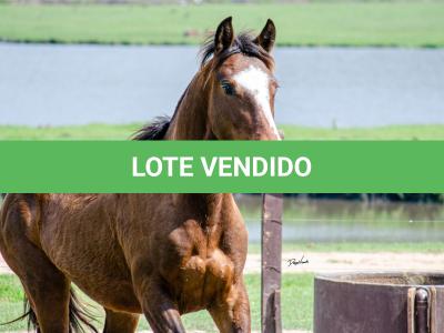 LOTE 001 - SINUELO DA FLORÊNCIA