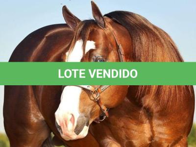 LOTE 036 - SECOND AMENDENT (Coberturas)