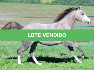 LOTE 018 - ROOSTER BILLY GRAY