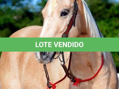 LOTE 024 - AZAHARA SUCESSO