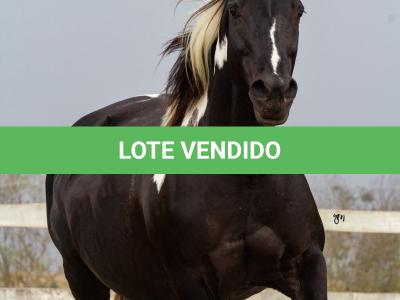 LOTE 011 - SHEZA DOLL HUSTLE