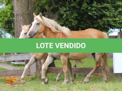 LOTE 001 - XUXA (3x1)
