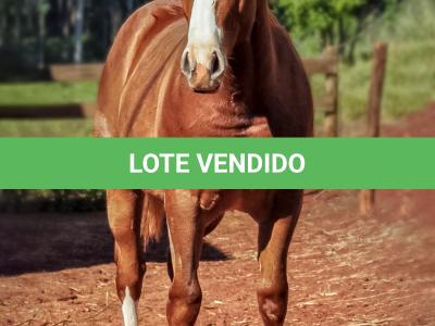 LOTE 021 - JOHN CAT GUN CDA