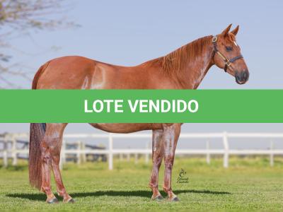 LOTE 003 - TINA JAY CASH