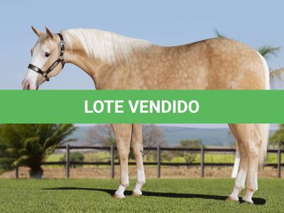 LOTE 006 - MILK DUNIT WHITEY