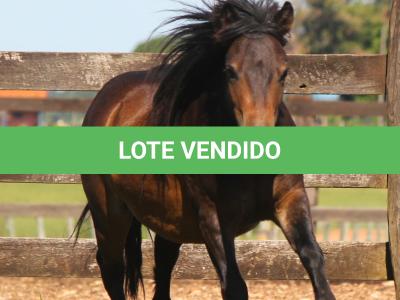 LOTE 017 - CHOCOLATE