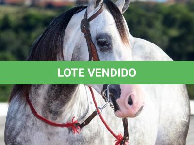 LOTE 023 - SMOOTH DUAL MIME