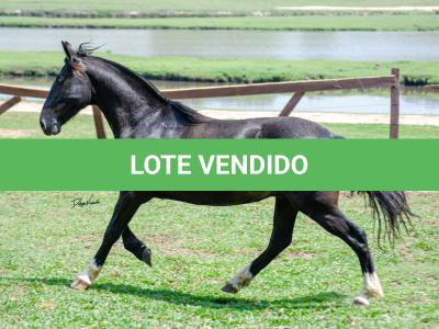 LOTE 003 - BARUC DA FLORÊNCIA