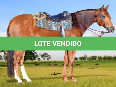 LOTE 025 - DORY RAINBOW