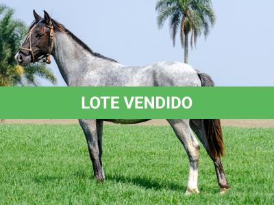 LOTE 009 - FACÃO DO RIO DA ONÇA