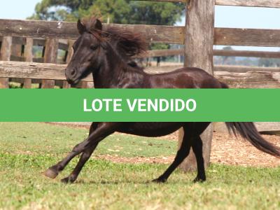 LOTE 016 - NEGRITA