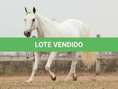 LOTE 007 - KEENNESS BONSMAL