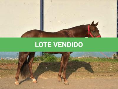 LOTE 018 - SPIRIT HANCOCK
