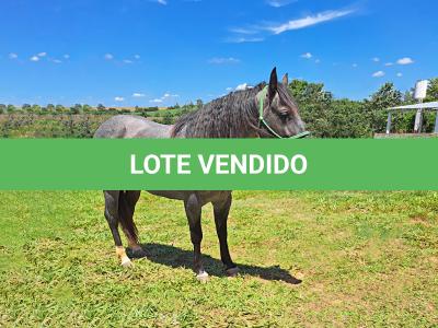 LOTE 016 - PEPTOBOONREY
