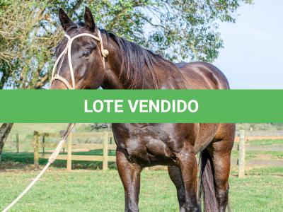 LOTE 008 - INDIAN BOONSMAL SN