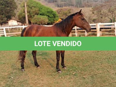 LOTE 004 - EVERY SMART BAYOU YM
