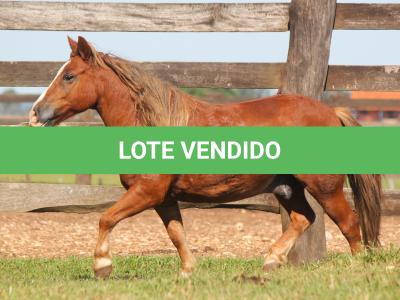 LOTE 019 - TOMATE
