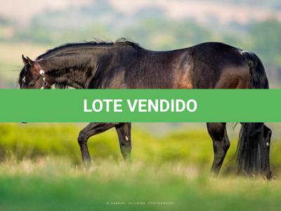 LOTE 031 - OUT FOXIN THE CAT (Coberturas)