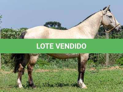 LOTE 010 - CHICHARRA 3606 DA TRADIÇÃO