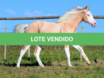 LOTE 012 - MAVERICK BOY MIME