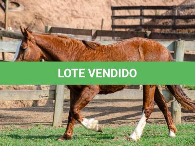 LOTE 004 - KYLIAN DA CAPIVARA