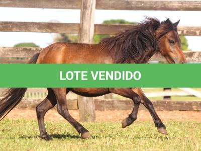 LOTE 008 - NUTELLA
