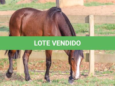 LOTE 002 - JOIA DA CAPIVARA