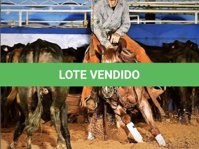 LOTE 049 - HIGH BROW ONCE (Coberturas)