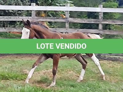 LOTE 002 - CHEX FROM SHINER´S