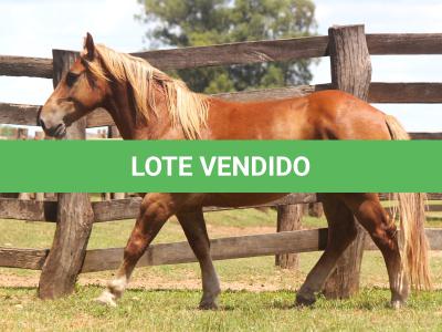 LOTE 005 - FAVACHO