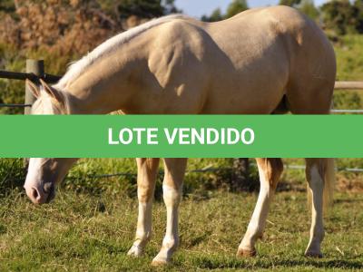 LOTE 010 - LINUX BOY MIME