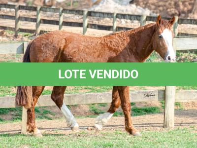 LOTE 004 - KYLIAN DA CAPIVARA