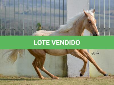 LOTE 002 - PERIS IN BLUE