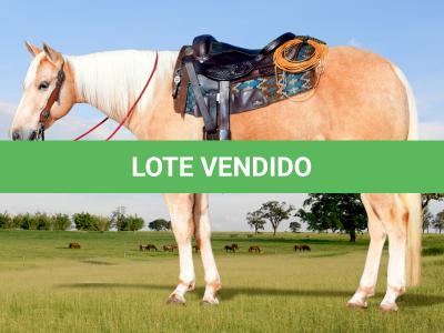 LOTE 024 - AZAHARA SUCESSO