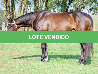 LOTE 008 - INDIAN BOONSMAL SN