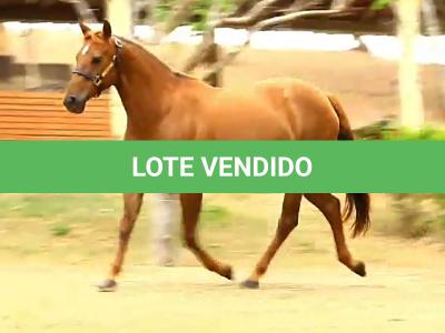 LOTE 003 - TINA JAY CASH