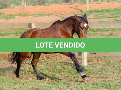 LOTE 011 - NIAZZI TARRAFA
