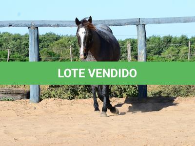 LOTE 100 - ONCE IN METAL (Coberturas)