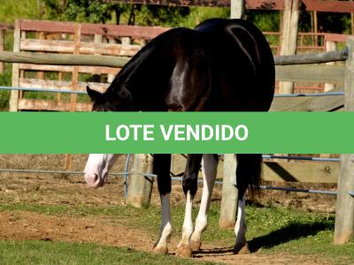 LOTE 011 - SEVERUS BOY MIME