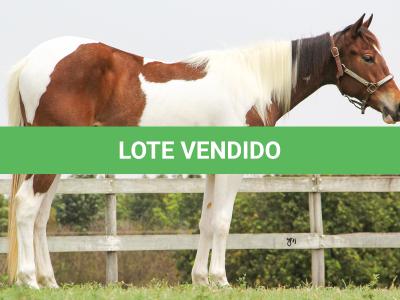 LOTE 011 - KATHLEEN TOP TOO CODY YBJ