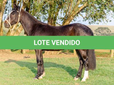 LOTE 006 - KALUNGA DA CAPIVARA