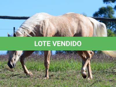 LOTE 007 - AYLA SHINNING GUN